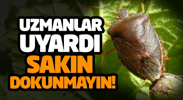 Uzmanlar Uyardı: Sakın Dokunmayın!