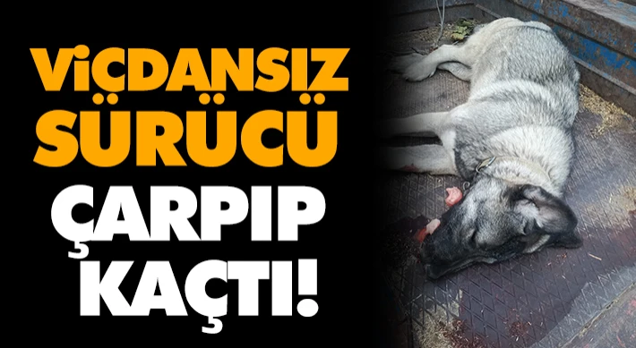 Vicdansız Sürücü Çarpıp Kaçtı!
