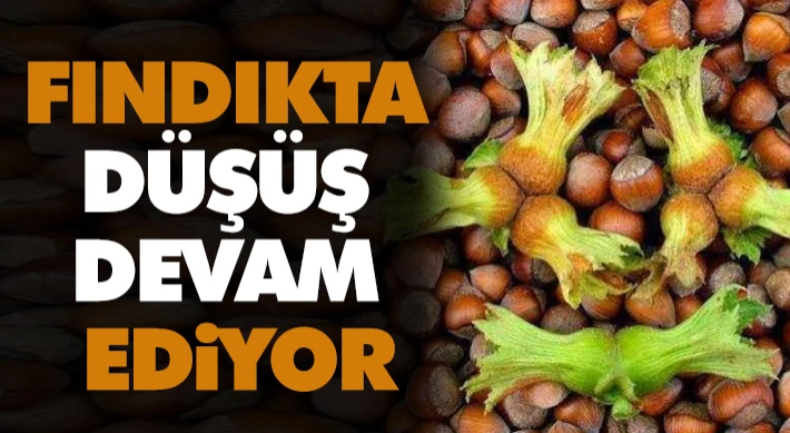 Fındıkta Düşüş Devam Ediyor