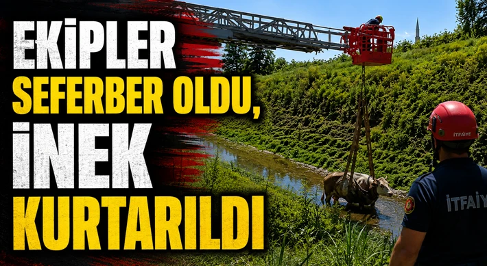 Ekipler Seferber Oldu, İnek Kurtarıldı