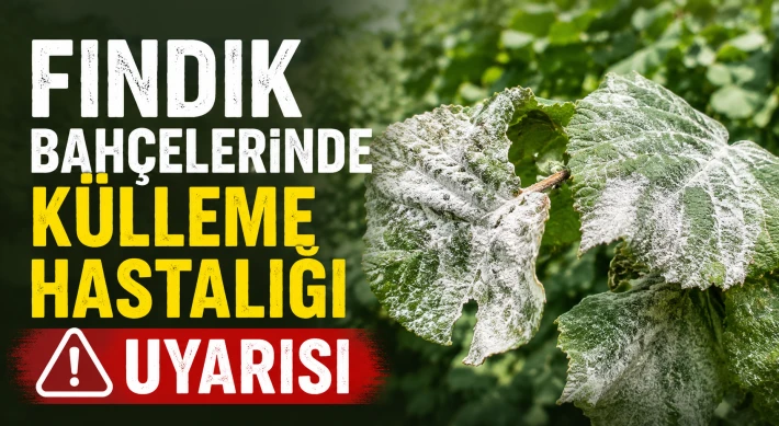 Fındık Bahçelerinde Külleme Hastalığı Uyarısı