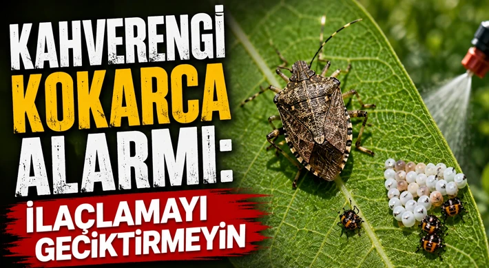 Kahverengi Kokarca Alarmı: İlaçlamayı Geciktirmeyin