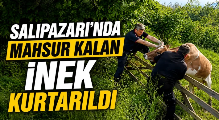 Salıpazarı’nda Mahsur Kalan İnek Kurtarıldı