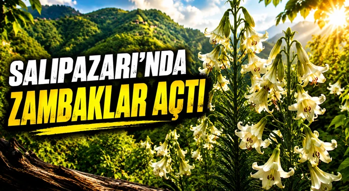 Salıpazarı’nda Zambaklar Açtı