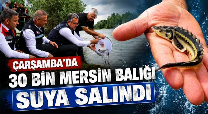 Çarşamba’da 30 Bin Mersin Balığı Suya Salındı