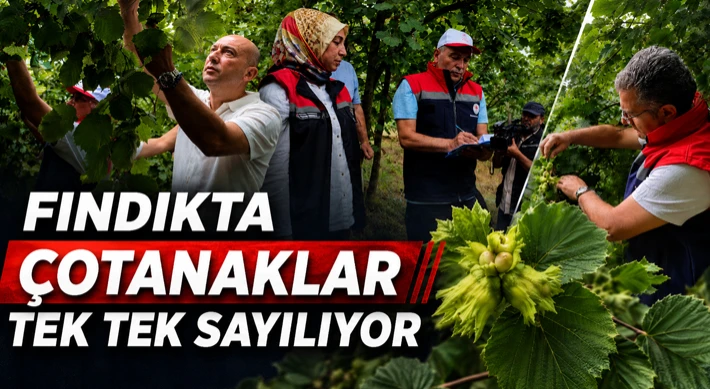 Fındıkta Çotanaklar Tek Tek Sayılıyor