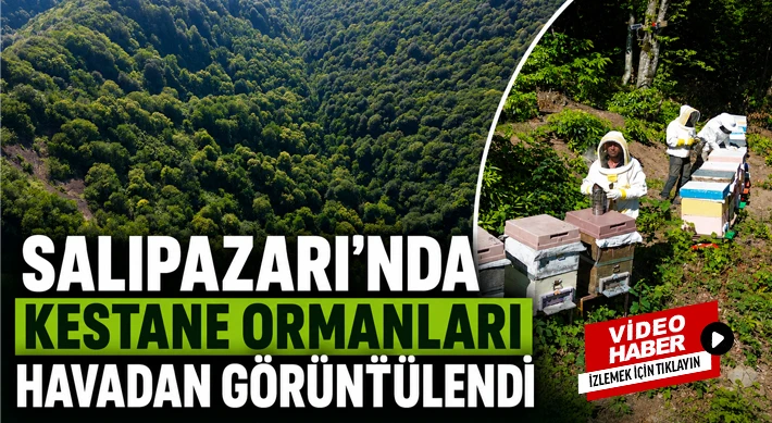 Salıpazarı’nda Kestane Ormanları Havadan Görüntülendi