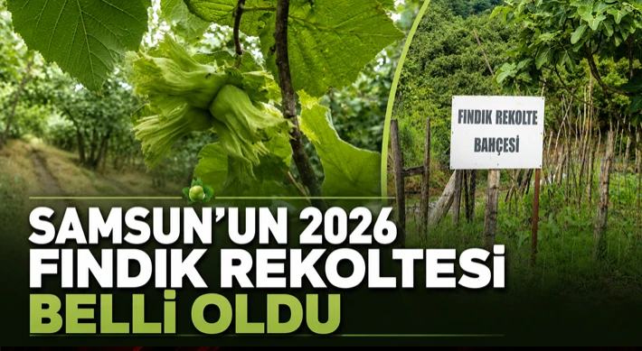 Samsun’un 2026 Fındık Rekoltesi Belli Oldu