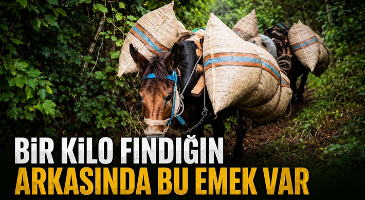 Bir Kilo Fındığın Arkasında Bu Emek Var