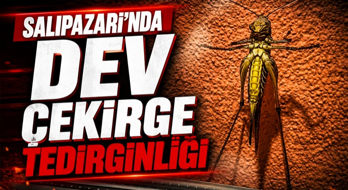 Salıpazarı’nda Dev Çekirge Tedirginliği