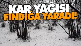 Kar Yağışı Fındığa Yaradı!