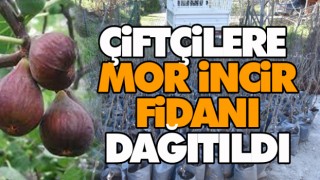 Çiftçilere Mor İncir Fidanı Dağıtıldı