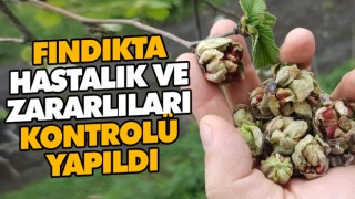 Fındıkta Hastalık Ve Zararlıları Kontrolü Yapıldı