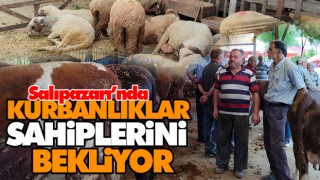 Salıpazarı’nda Kurbanlıklar Sahiplerini Bekliyor