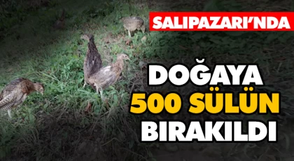 Salıpazarı’nda Doğaya 500 Sülün Bırakıldı