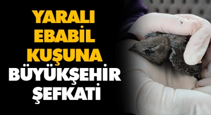 Yaralı Ebabil Kuşuna Büyükşehir Şefkati