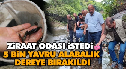 Ziraat Odası İstedi! 5 Bin Yavru Alabalık Dereye Bırakıldı