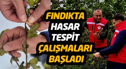 Fındıkta Hasar Tespit Çalışmaları Başladı