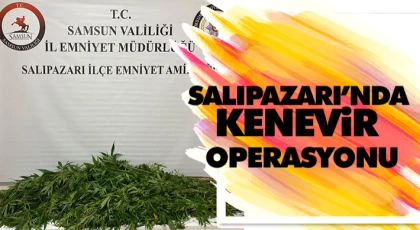 Salıpazarı’nda Kenevir Operasyonu