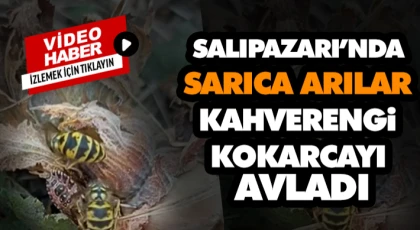 Salıpazarı’nda Sarıca Arılar Kahverengi Kokarcayı Avladı