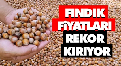 Fındık Fiyatları Rekor Kırıyor