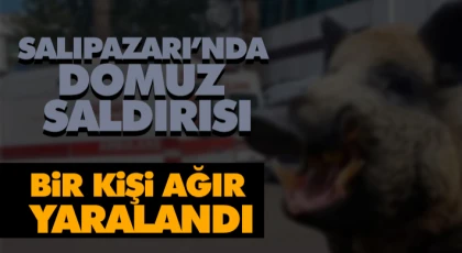 Salıpazarı’nda Domuz Saldırısı: Bir Kişi Ağır Yaralandı