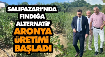 Salıpazarı’nda Fındığa Alternatif: Aronya Üretimi Başladı