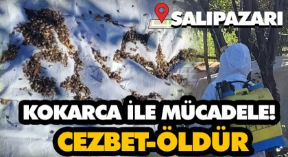 Kokarca İle Mücadele! Cezbet-Öldür