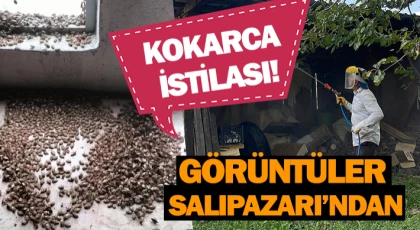 Kokarca İstilası! Görüntüler Salıpazarı’ndan