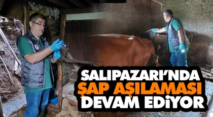 Salıpazarı’nda Şap Aşılaması Devam Ediyor