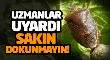Uzmanlar Uyardı: Sakın Dokunmayın!