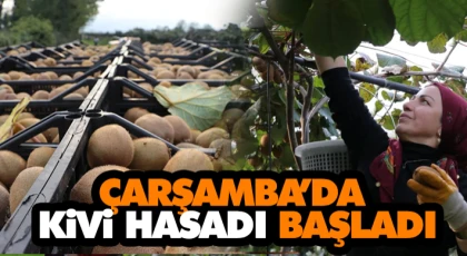 Çarşamba’da Kivi Hasadı Başladı