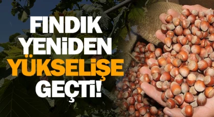 Fındık Yeniden Yükselişe Geçti!