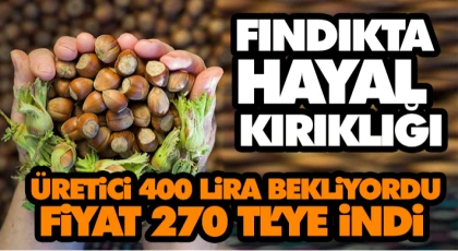 Fındıkta Hayal Kırıklığı: Üretici 400 Lira Bekliyordu, Fiyat 270 Tl’ye İndi