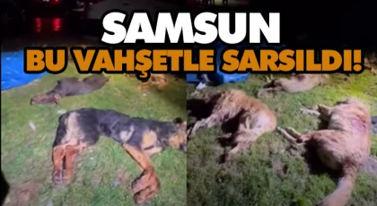 Samsun Bu Vahşetle Sarsıldı! 9 Sokak Köpeği Ölü Bulundu