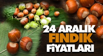 24 Aralık Fındık Fiyatları