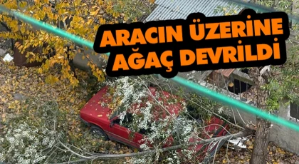 Aracın Üzerine Ağaç Devrildi