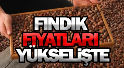 Fındık Fiyatları Yükselişte