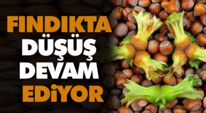 Fındıkta Düşüş Devam Ediyor