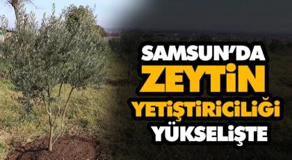 Samsun’da Zeytin Yetiştiriciliği Yükselişte