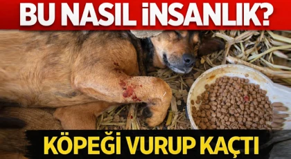Bu Nasıl İnsanlık? Köpeği Vurup Kaçtı