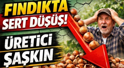 Fındıkta Sert Düşüş! Üretici Şaşkın