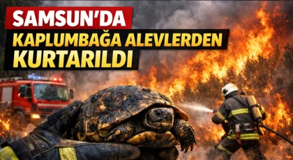 Kaplumbağa Alevlerden Kurtarıldı