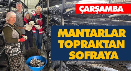 Mantarlar Topraktan Sofraya