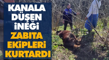 Kanala Düşen İneği Zabıta Ekipleri Kurtardı