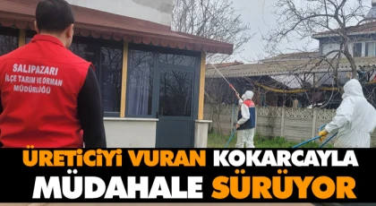 Üreticiyi Vuran Kokarca İçin Müdahale Sürüyor