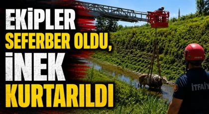 Ekipler Seferber Oldu, İnek Kurtarıldı