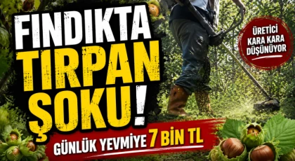 Fındıkta Tırpan Şoku! Günlük Yevmiye 7 Bin TL