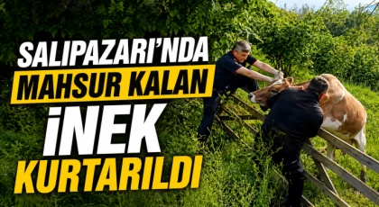 Salıpazarı’nda Mahsur Kalan İnek Kurtarıldı
