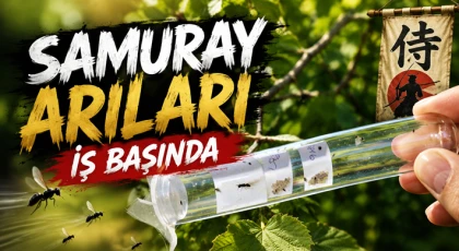 Samuray Arıları İş Başında